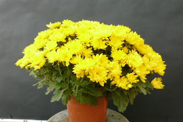 菊花有哪些颜色,有黄色、白色、粉红等