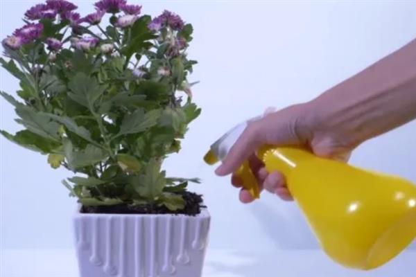 菊花有哪些颜色,有黄色、白色、粉红等