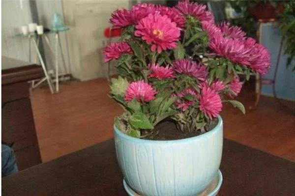 菊花有哪些颜色,有黄色、白色、粉红等