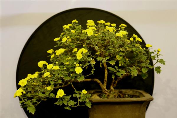 菊花有哪些颜色,有黄色、白色、粉红等