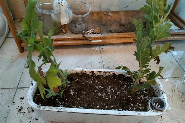 菊花有哪些颜色,有黄色、白色、粉红等