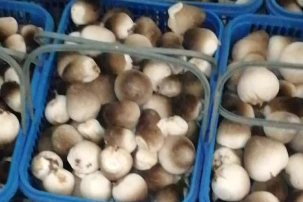 夏天小垄栽培草菇的方法，做出菇床后先铺放培养料再铺放菌种