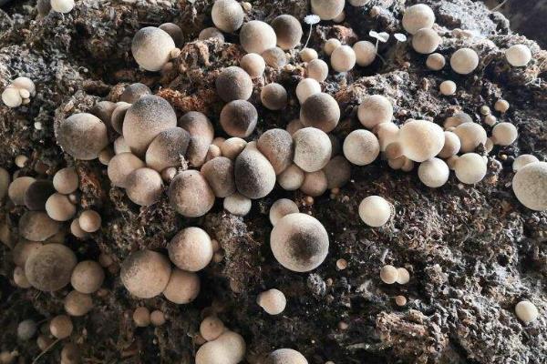 夏天小垄栽培草菇的方法，做出菇床后先铺放培养料再铺放菌种