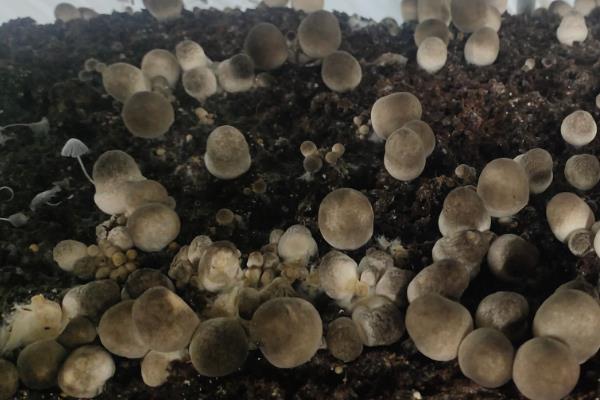 夏天小垄栽培草菇的方法，做出菇床后先铺放培养料再铺放菌种