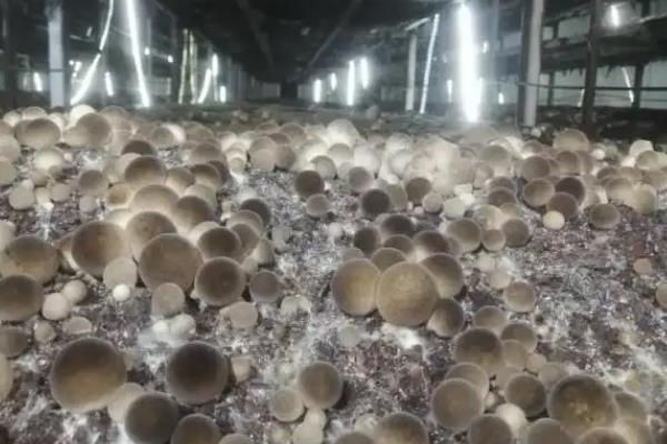 夏天小垄栽培草菇的方法，做出菇床后先铺放培养料再铺放菌种