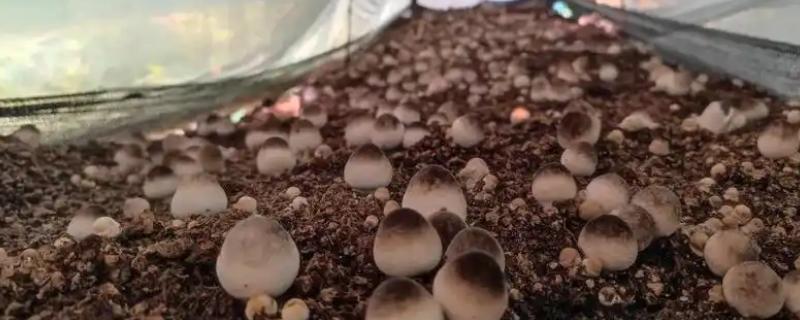 夏天小垄栽培草菇的方法，做出菇床后先铺放培养料再铺放菌种