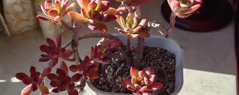 让红稚莲长成老桩的方法，养殖环境的温度要保持在20-25℃