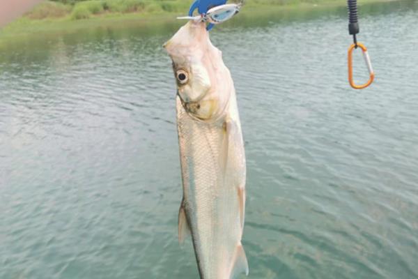 水库可以钓翘嘴吗，可以在水库钓翘嘴