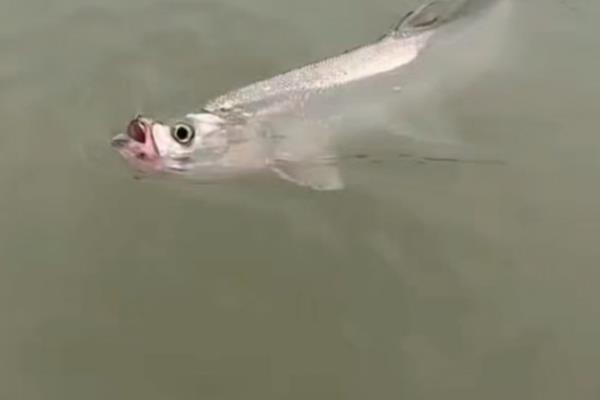 水库可以钓翘嘴吗，可以在水库钓翘嘴