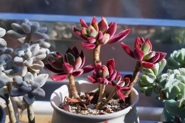 让红稚莲长成老桩的方法，养殖环境的温度要保持在20-25℃
