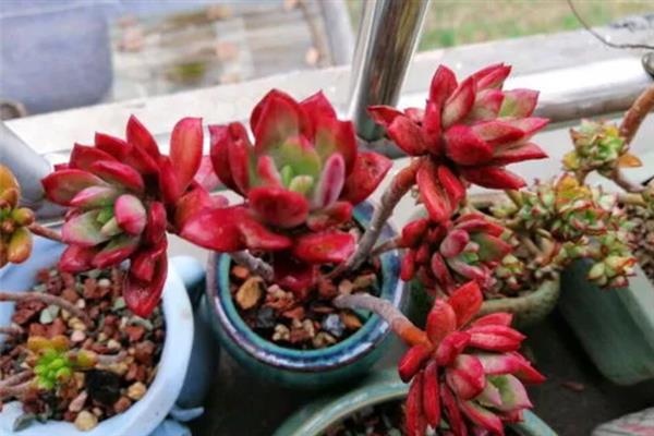 让红稚莲长成老桩的方法，养殖环境的温度要保持在20-25℃