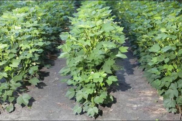 棉花的化控的时间，分为齐苗期、幼苗期等