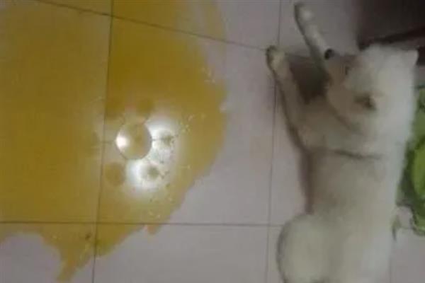 狗狗肠胃炎症状，常表现为呕吐腹泻
