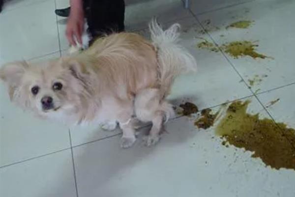 狗狗肠胃炎症状，常表现为呕吐腹泻