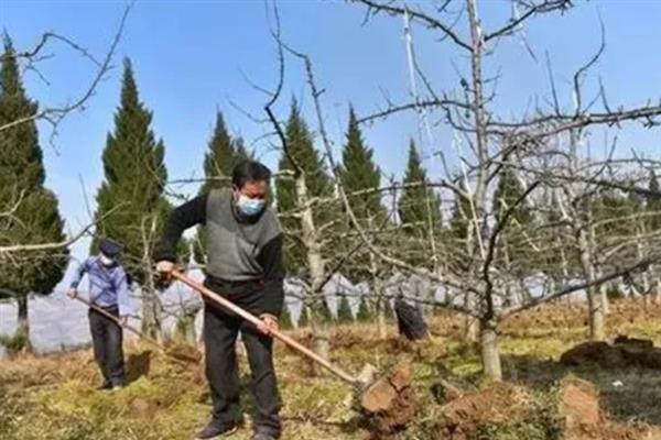梨树采果后怎么施肥，每棵植株追施土杂肥100斤左右