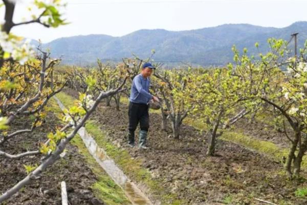 梨树采果后怎么施肥，每棵植株追施土杂肥100斤左右
