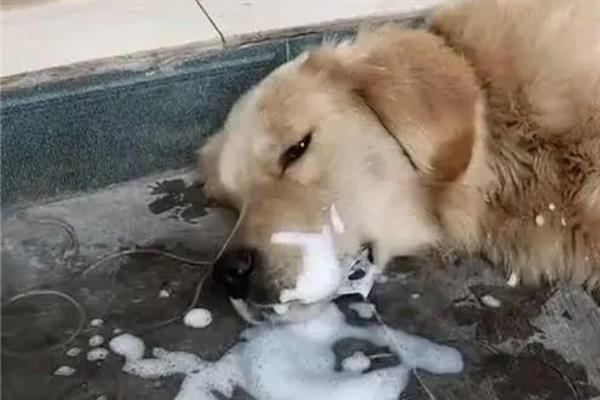 狗狗肠胃炎症状，常表现为呕吐腹泻