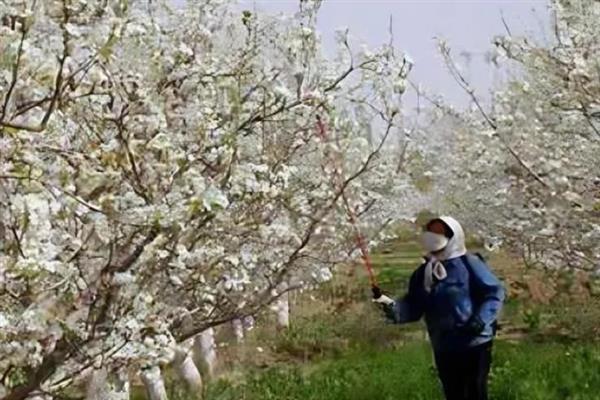 梨树采果后怎么施肥，每棵植株追施土杂肥100斤左右