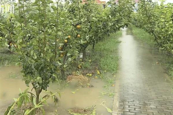 梨树采果后怎么施肥，每棵植株追施土杂肥100斤左右