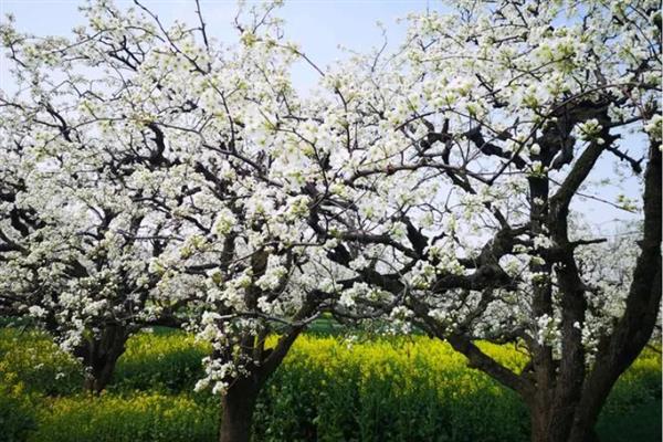 梨树采果后怎么施肥，每棵植株追施土杂肥100斤左右