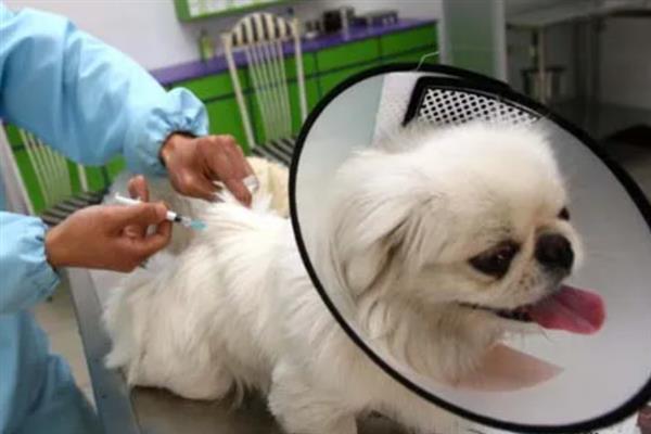 狗狗肠胃炎症状，常表现为呕吐腹泻