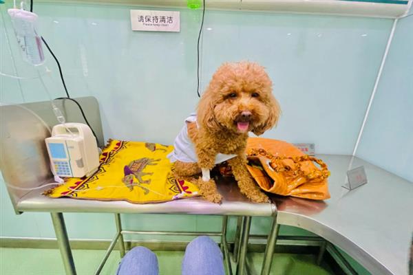 狗狗肠胃炎症状，常表现为呕吐腹泻