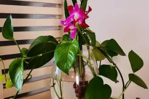 兰花怎么水培养殖,需要勤换水