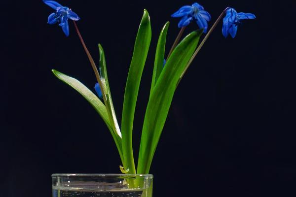 兰花怎么水培养殖,需要勤换水