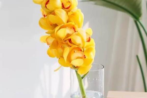 兰花怎么水培养殖,需要勤换水