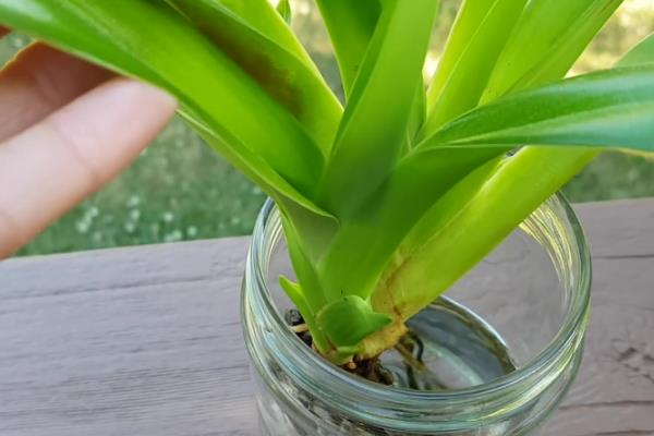 兰花怎么水培养殖,需要勤换水