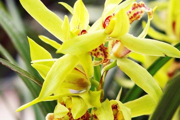 兰花怎么水培养殖,需要勤换水