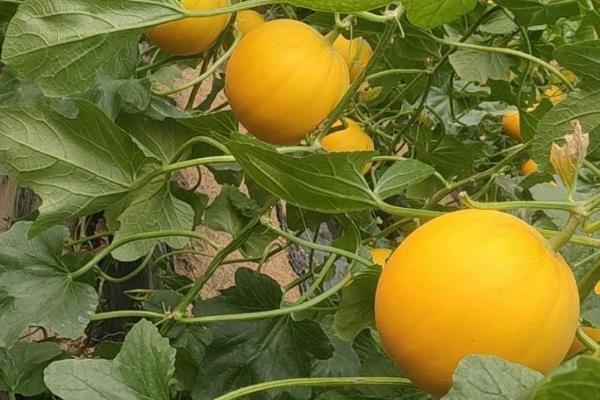 伊丽沙白蜜瓜的温室栽培管理技术，于11月下旬采用营养钵育苗