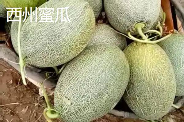 伊丽沙白蜜瓜的温室栽培管理技术，于11月下旬采用营养钵育苗