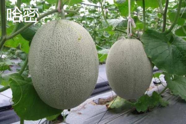 伊丽沙白蜜瓜的温室栽培管理技术，于11月下旬采用营养钵育苗