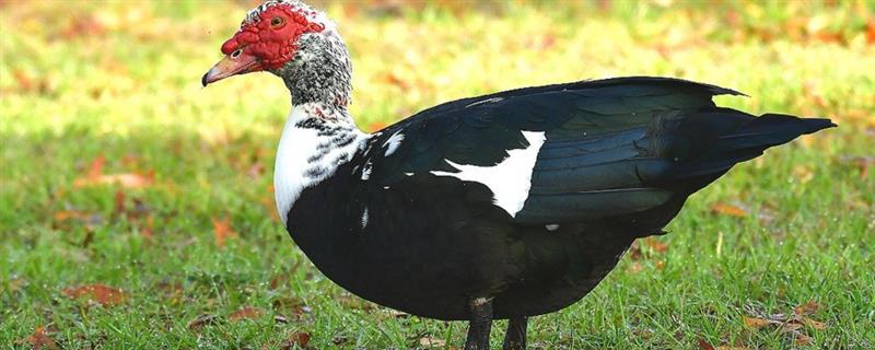 番鸭养殖要备什么药，黄芪多糖的建议备用量为3袋