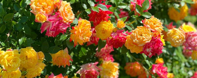 夏季能否扦插月季花，采取绿枝扦插可提高成活率