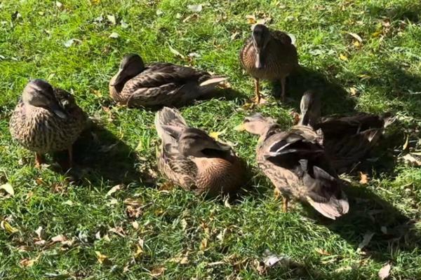 番鸭养殖要备什么药,黄芪多糖的建议备用量为3袋