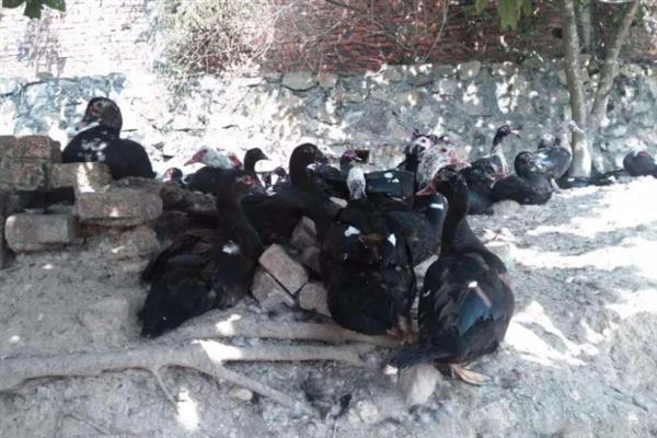 番鸭养殖要备什么药,黄芪多糖的建议备用量为3袋