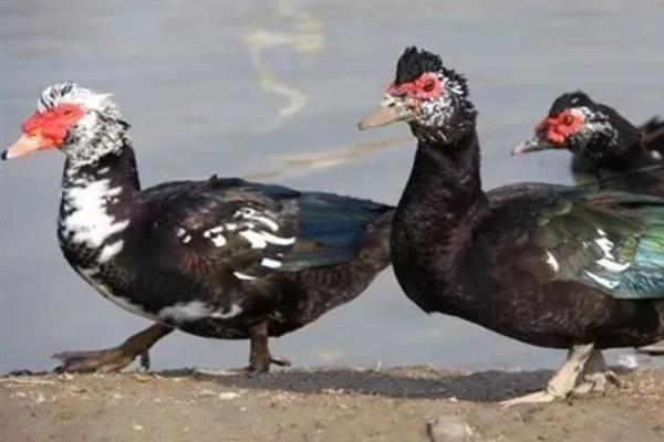 番鸭养殖要备什么药,黄芪多糖的建议备用量为3袋