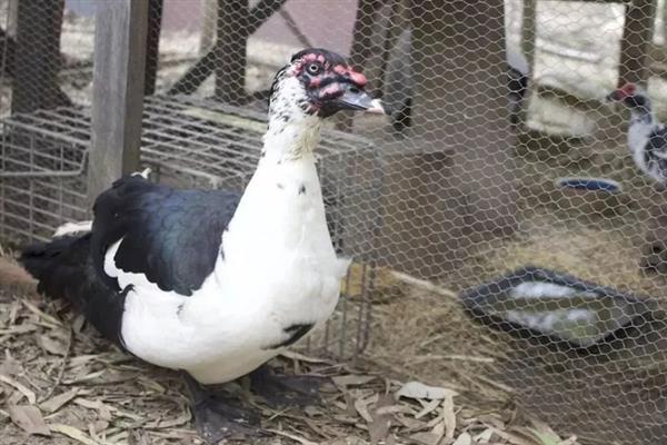 番鸭养殖要备什么药,黄芪多糖的建议备用量为3袋