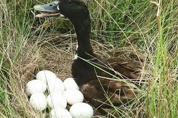 番鸭养殖要备什么药,黄芪多糖的建议备用量为3袋