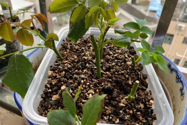 夏季能否扦插月季花，采取绿枝扦插可提高成活率