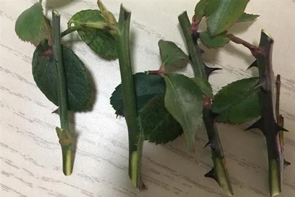 夏季能否扦插月季花，采取绿枝扦插可提高成活率