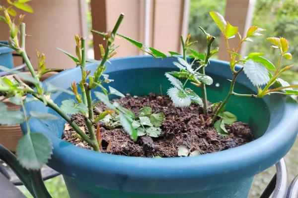夏季能否扦插月季花，采取绿枝扦插可提高成活率