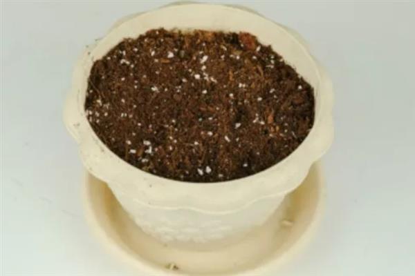 夏季能否扦插月季花，采取绿枝扦插可提高成活率