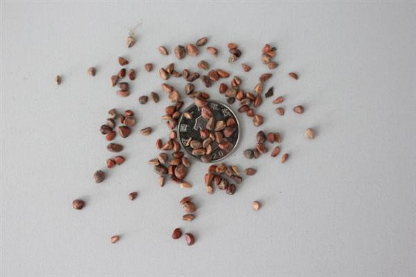 夏季能否扦插月季花，采取绿枝扦插可提高成活率