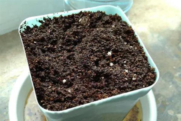 夏季能否扦插月季花，采取绿枝扦插可提高成活率