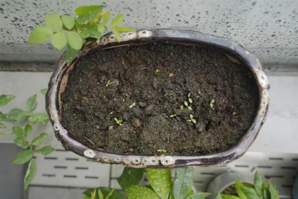 夏季能否扦插月季花，采取绿枝扦插可提高成活率