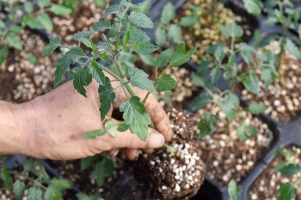 番茄能多久不浇水，环境适宜可停水15-20天