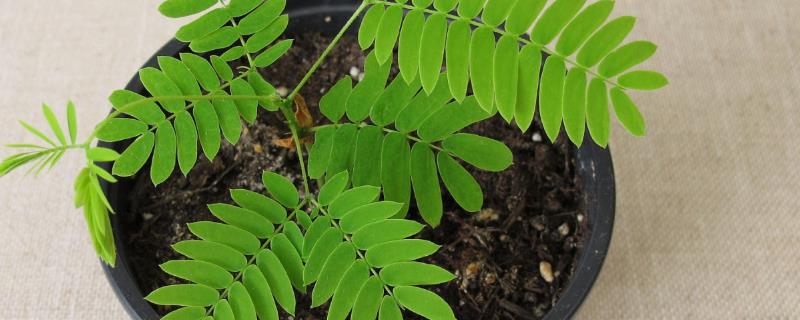 含羞草有毒吗，含羞草是有毒的